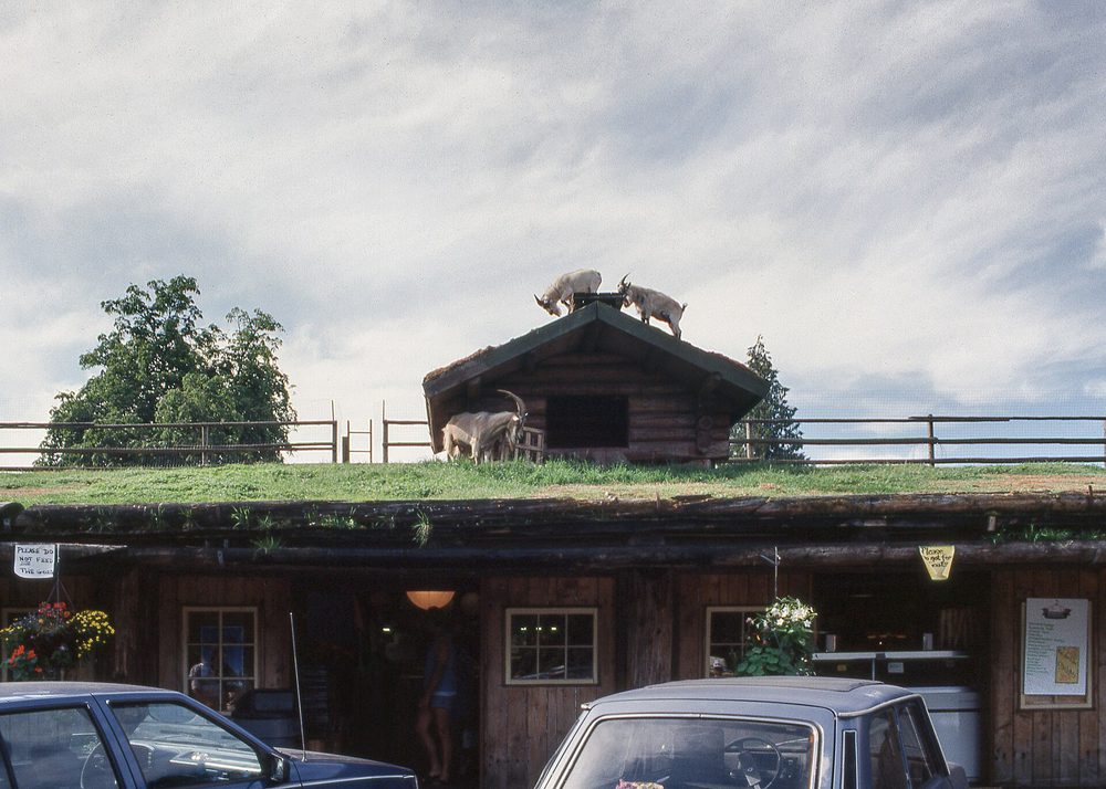 Goats on the roof of the Old Country Market, Coombs, July 1990