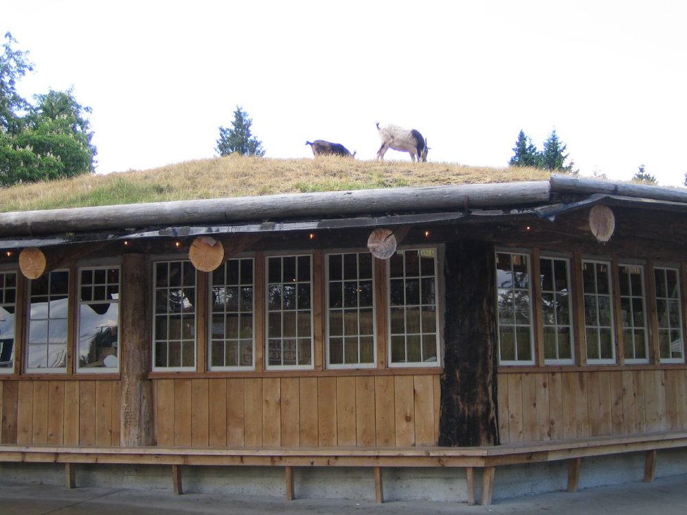Goats grazing the sod roof of the Old Country Market in Coombs, 2006