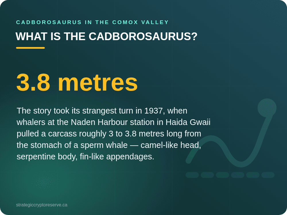 What Is the Cadborosaurus?: Cadborosaurus in the Comox Valley
